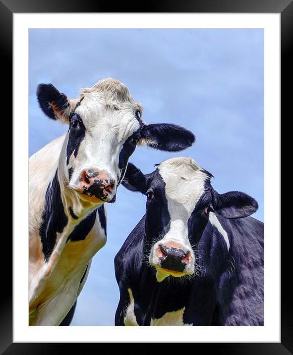 Inquisitive cows in a field  Framed Mounted Print by Shaun Jacobs