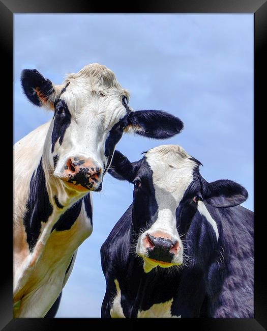 Inquisitive cows in a field  Framed Print by Shaun Jacobs