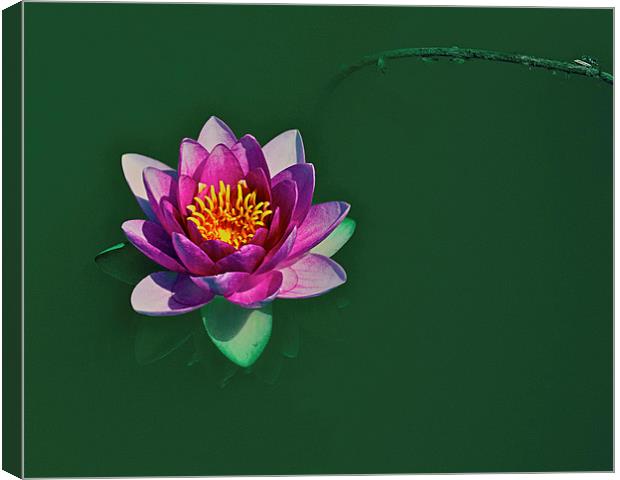 Water lily Canvas Print by Victor Burnside