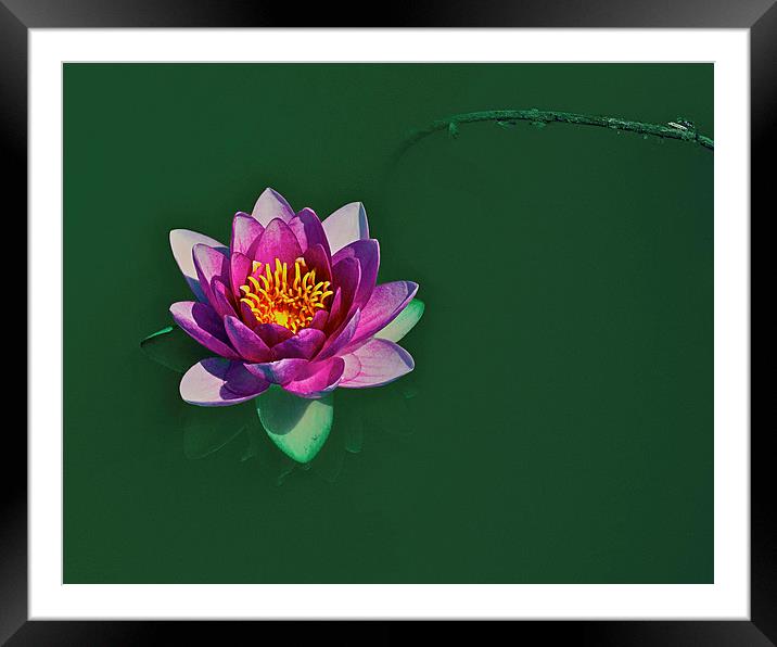 Water lily Framed Mounted Print by Victor Burnside