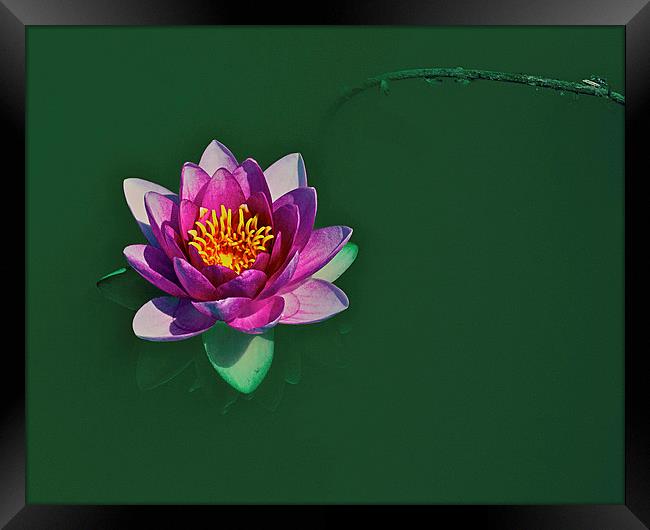 Water lily Framed Print by Victor Burnside