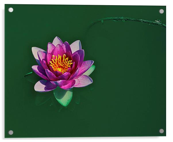 Water lily Acrylic by Victor Burnside