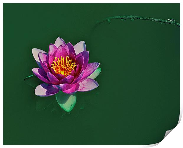 Water lily Print by Victor Burnside