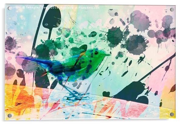 Robin watercolour Acrylic by Sebastien Coell