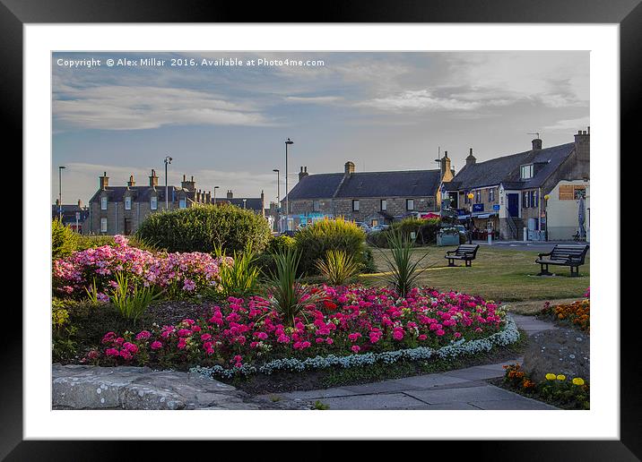 Lossiemouth In Bloom Framed Mounted Print by Alex Millar