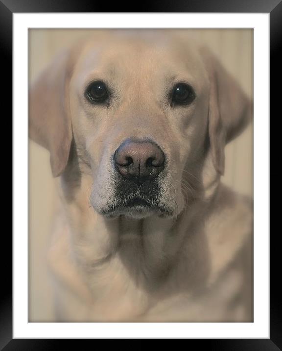 Golden Labrador Soft toned                         Framed Mounted Print by Sue Bottomley
