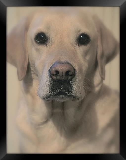 Golden Labrador Soft toned                         Framed Print by Sue Bottomley