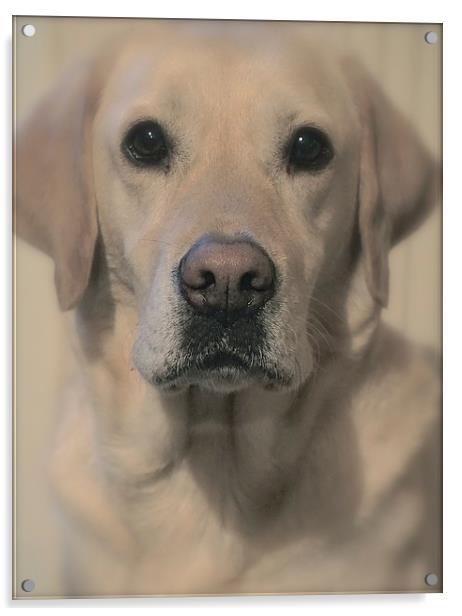 Golden Labrador Soft toned                         Acrylic by Sue Bottomley