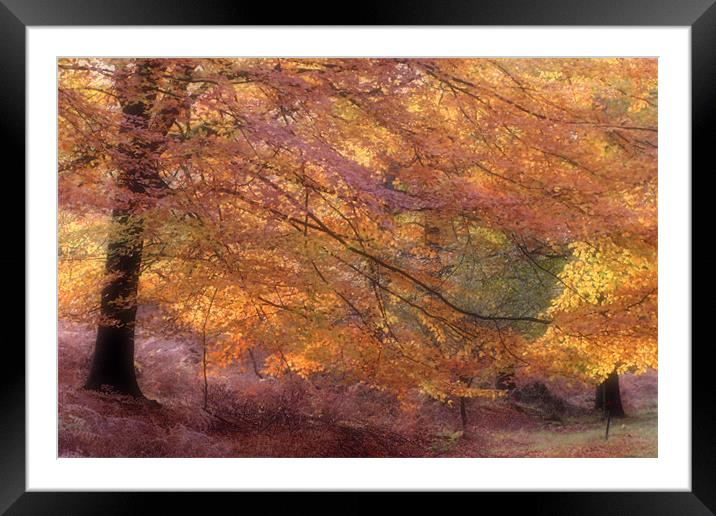 Fall Colours Framed Mounted Print by Ann Garrett