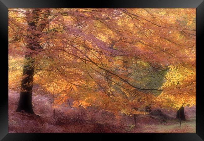 Fall Colours Framed Print by Ann Garrett