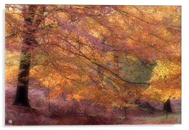 Fall Colours Acrylic by Ann Garrett