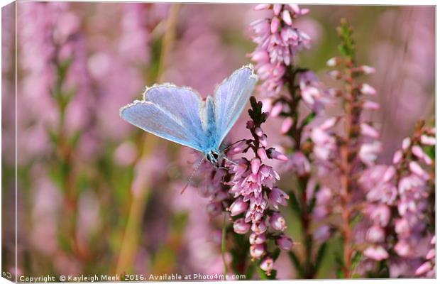 Small Blue and heather Canvas Print by Kayleigh Meek