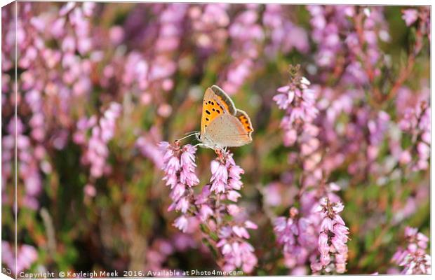Small Copper Butterfly Canvas Print by Kayleigh Meek