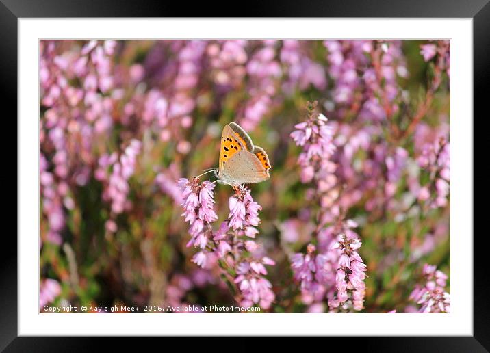 Small Copper Butterfly Framed Mounted Print by Kayleigh Meek