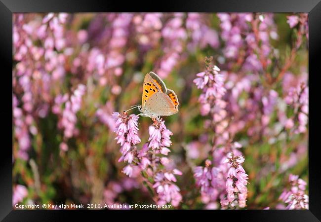 Small Copper Butterfly Framed Print by Kayleigh Meek