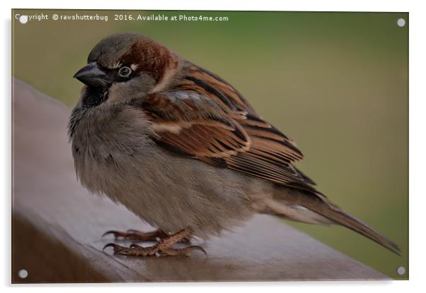 House Sparrow Acrylic by rawshutterbug 