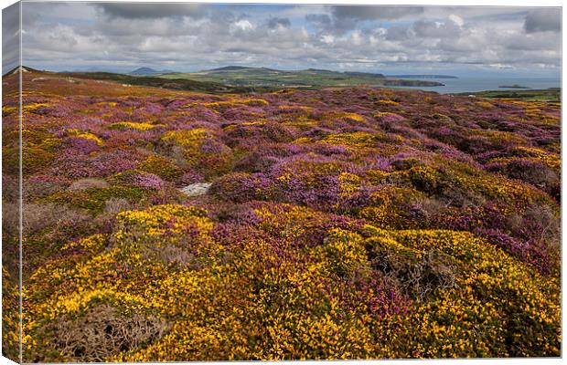 Braich y Pwll Canvas Print by Thomas Schaeffer