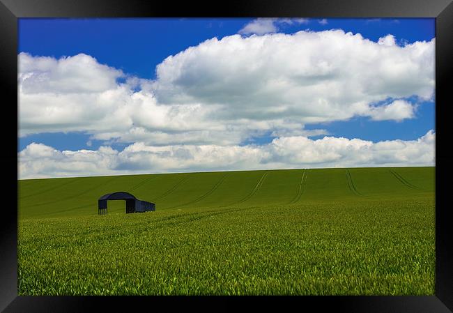 Lone barn in a corn field  Framed Print by Shaun Jacobs