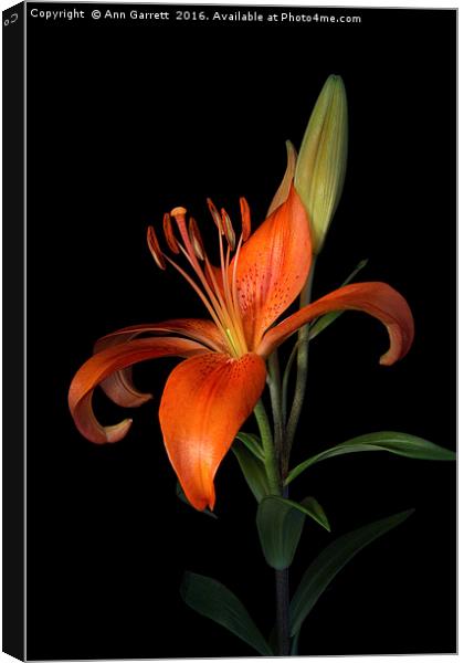Orange Lily Canvas Print by Ann Garrett
