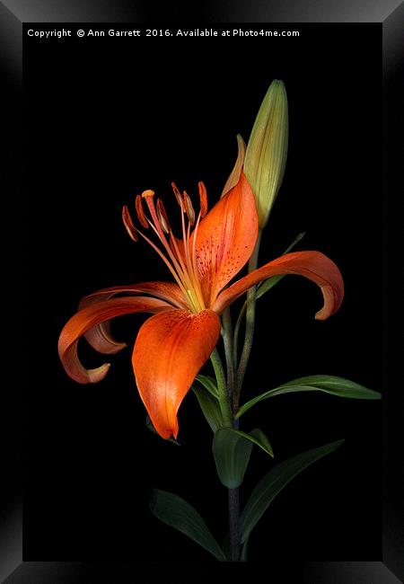 Orange Lily Framed Print by Ann Garrett