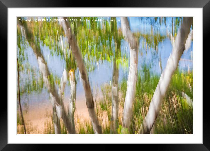 Birch trees on lake shore Framed Mounted Print by ELENA ELISSEEVA