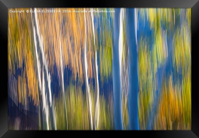 Blue birches on lake shore Framed Print by ELENA ELISSEEVA