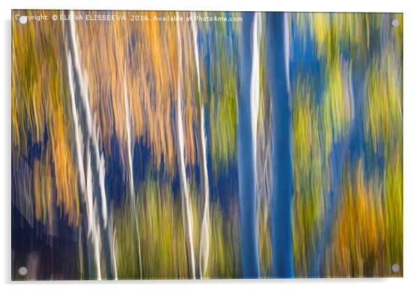 Blue birches on lake shore Acrylic by ELENA ELISSEEVA