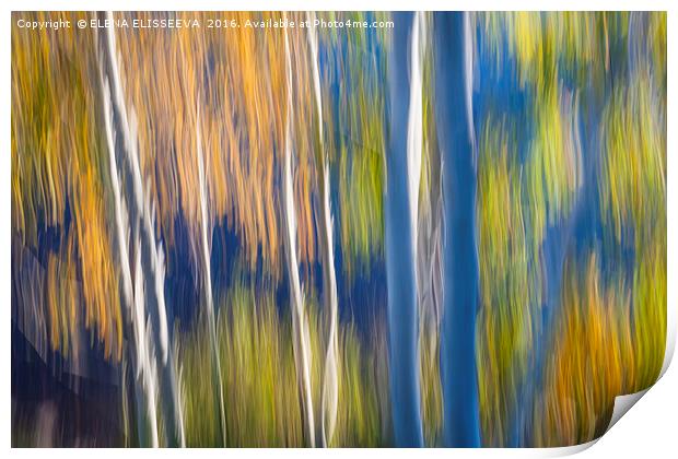 Blue birches on lake shore Print by ELENA ELISSEEVA