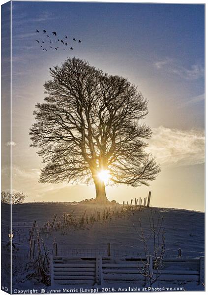 A Lone Tree In Winter Canvas Print by Lynne Morris (Lswpp)