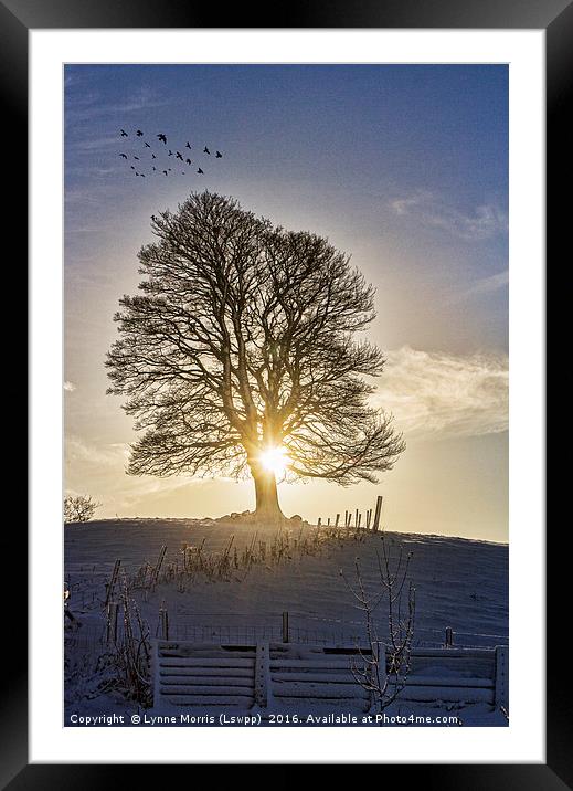 A Lone Tree In Winter Framed Mounted Print by Lynne Morris (Lswpp)