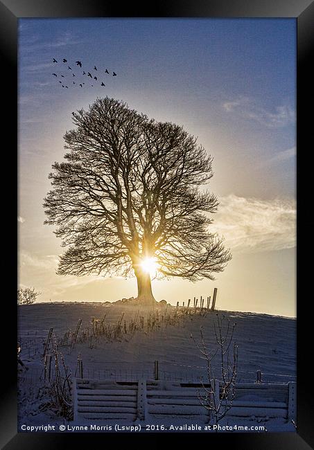 A Lone Tree In Winter Framed Print by Lynne Morris (Lswpp)