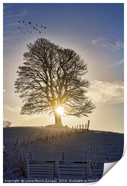 A Lone Tree In Winter Print by Lynne Morris (Lswpp)
