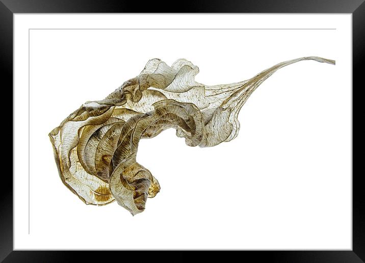 Skeleton Physalis Leaf Framed Mounted Print by Ann Garrett