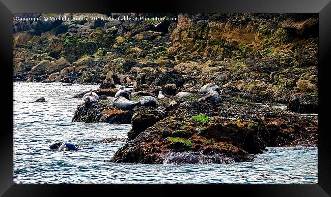 Spot the seals Framed Print by Michelle Smith