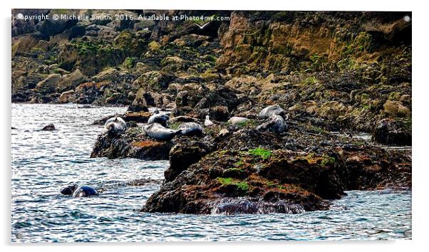 Spot the seals Acrylic by Michelle Smith