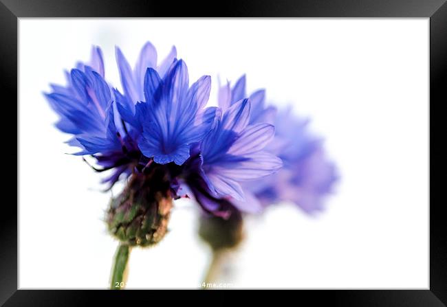 Majestic Blue Cornflowers Framed Print by Jeremy Sage