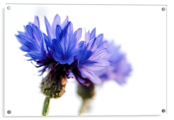 Majestic Blue Cornflowers Acrylic by Jeremy Sage