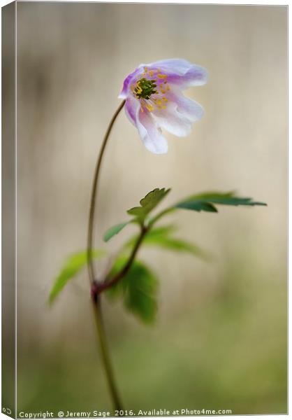 The Enchanting Woodland Anemone Canvas Print by Jeremy Sage