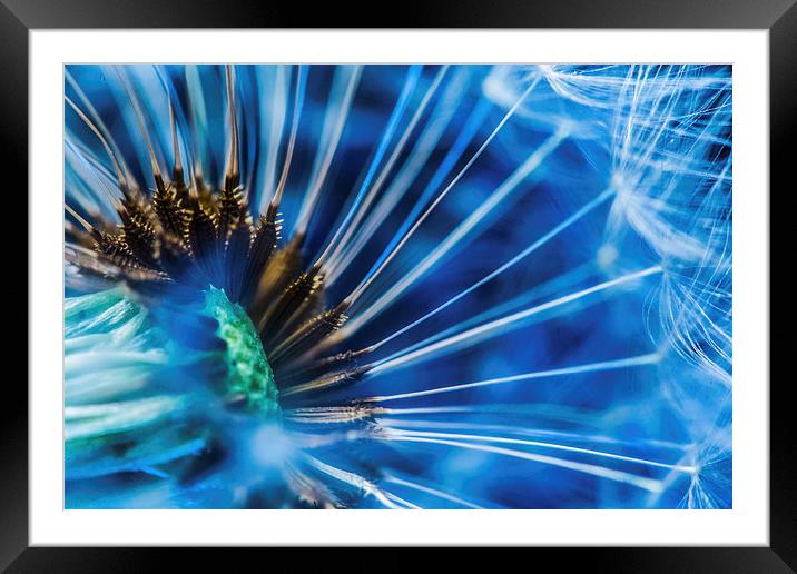 Abstract flower Framed Mounted Print by Gregory Culley