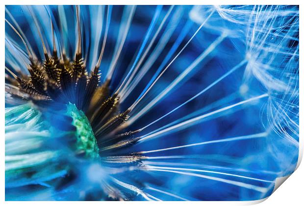 Abstract flower Print by Gregory Culley
