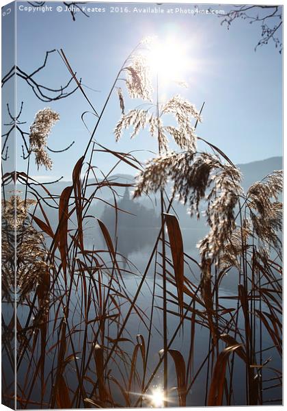 The early morning sun shining through reeds Canvas Print by John Keates