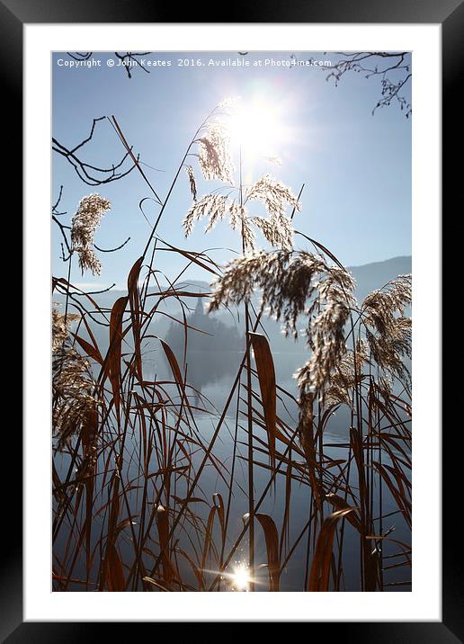 The early morning sun shining through reeds Framed Mounted Print by John Keates