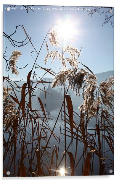 The early morning sun shining through reeds Acrylic by John Keates