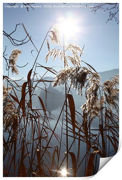 The early morning sun shining through reeds Print by John Keates