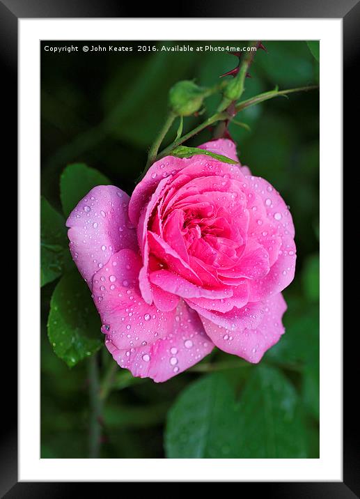 Gertrude Jekyll Rose covered in water droplets Framed Mounted Print by John Keates