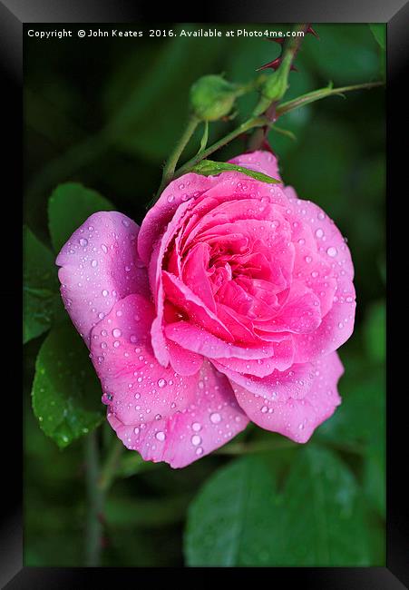 Gertrude Jekyll Rose covered in water droplets Framed Print by John Keates