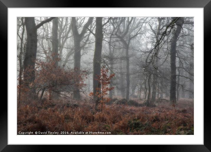 Misty Winter Woodland Framed Mounted Print by David Tinsley
