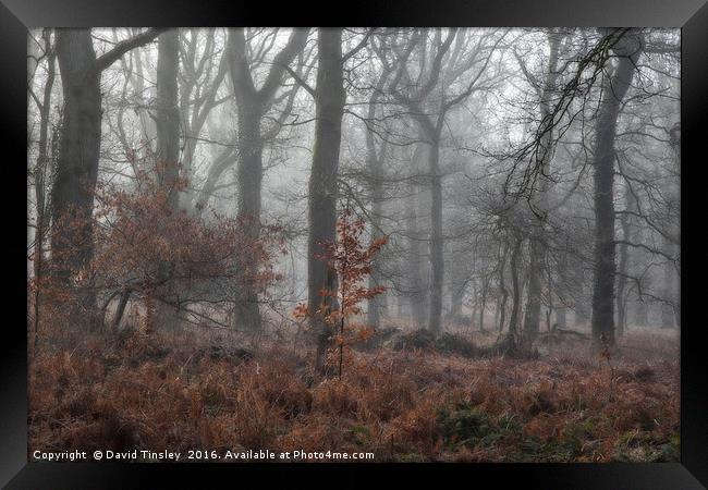 Misty Winter Woodland Framed Print by David Tinsley