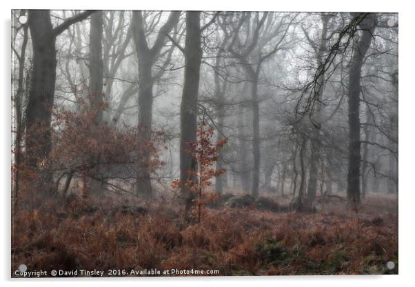 Misty Winter Woodland Acrylic by David Tinsley