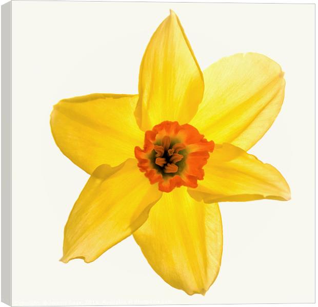 Radiant Daffodil Canvas Print by Jeremy Sage